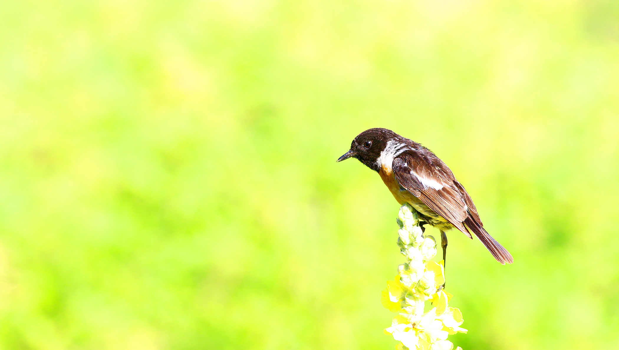 European Stonechat